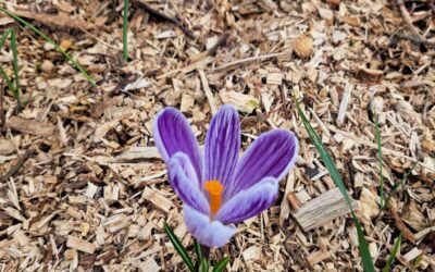 Blumen die wir entdeckt haben